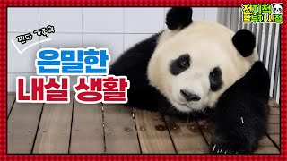 (SUB) Baby Panda's Inner Room Life📸│Panda Family