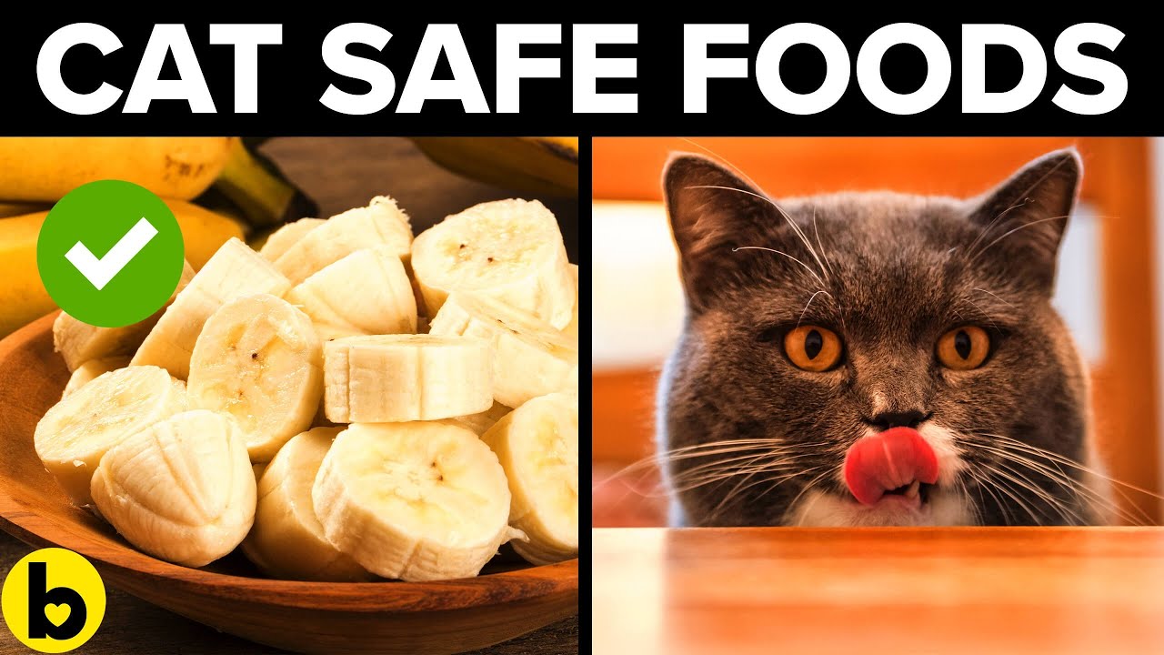 Balanced Diet Cat Food