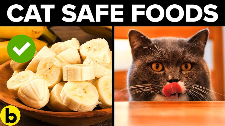 11 Human Foods Your Cat Can Eat - DayDayNews