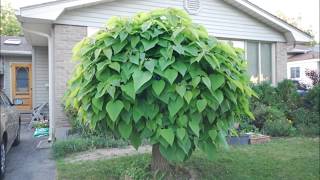 Time Lapse Catalpa Tree Shot Each Day In May 2014