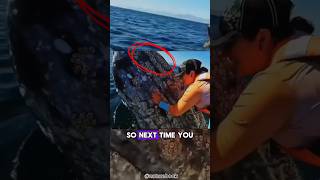 Did you know Why Barnacles Attach to Whales? #animals #wildlife #nature