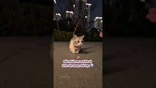 Chiếc meooo sinh ra mà để chữa lành |P4| #meow #cat #dongvat #mèo #mèodễthương