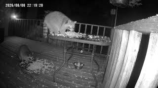 Archive Files of Birdbath Cam Compilation 20260811