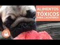 Alimentos tóxicos e proibidos para cachorros