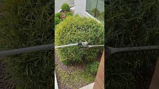 Ornamental Croton plant powder #pruning #landscaping #garden