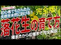 落花生の上手な育て方（種まきから収穫まで完全解説）ラッカセイ栽培方法のコツが掴める！