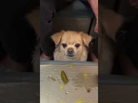 قربونت برم چقدر تو قدر شناسی باوفای من Pets دوست هاپو Puppy Goldenretriever Puppy