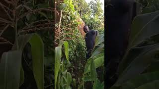 Wuod Nyasaye Oluongo Bura Some Duma From Opoda Farm