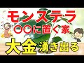 モンステラを●●に置くだけお金持ち【風水アドバイザーが解説】