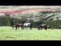 Pryor Mountain Mustangs & Additional Wildlife