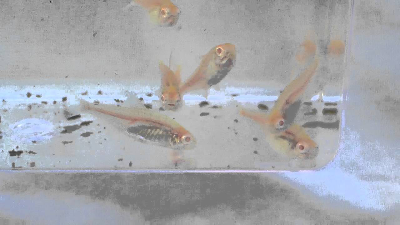 albino glowlight tetra - YouTube