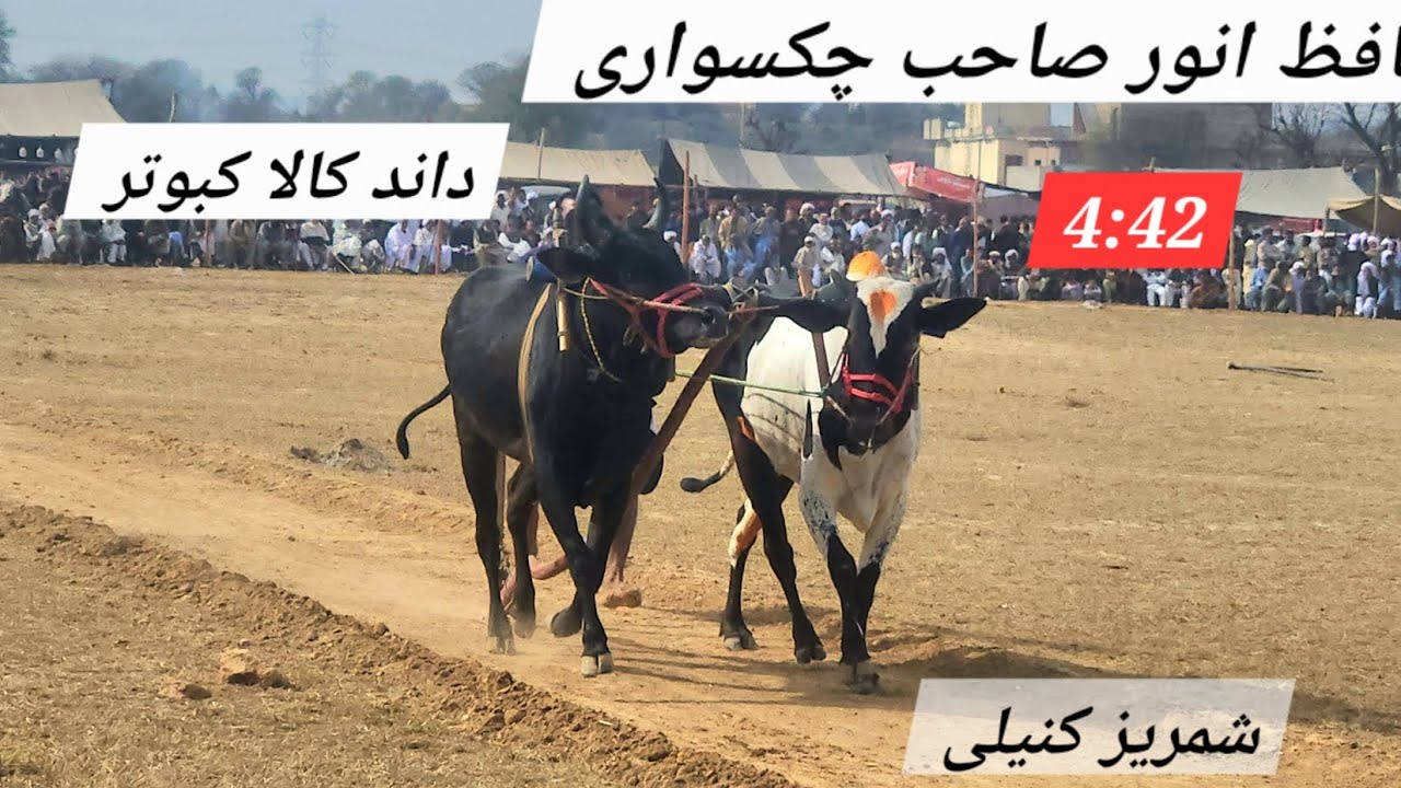 Dand kala kabouter | sada bhar group | hafiz anwer shab chakswari