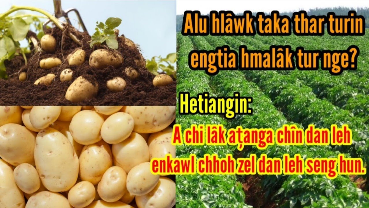 Alu chîn dan țha zawk leh enkawl chhoh dan.