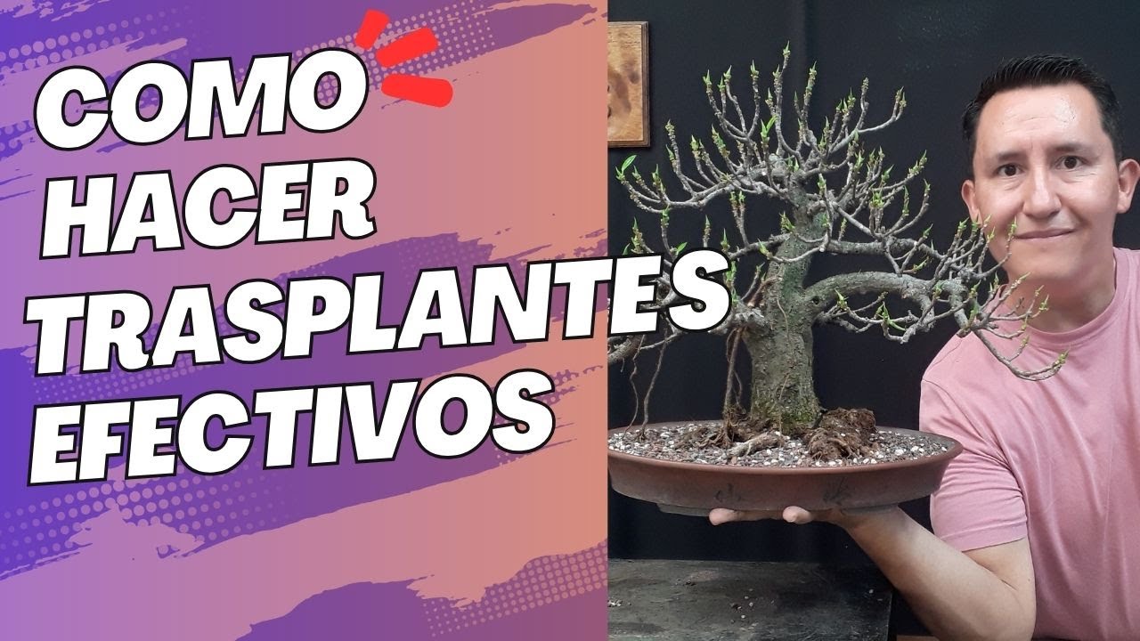 COMO hacer trasplantes EFECTIVOS