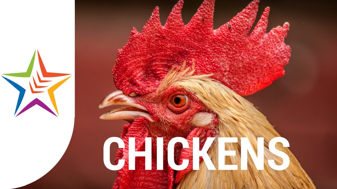 Chicken Sounds - YouTube