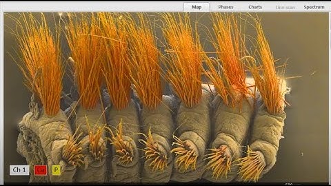 Enhancing the Sample Measurement Area in SEM EDS with Image Extension