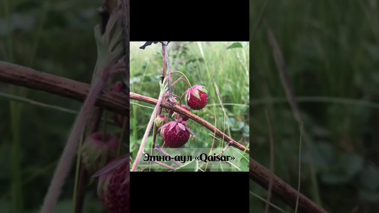 Этно-аул Қайсар, Астана 