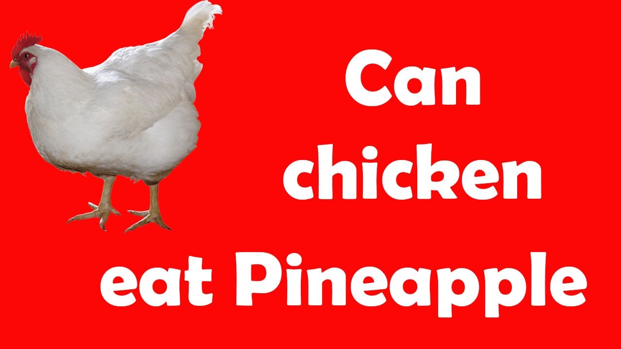 Can chickens eat pineapple Chickens eat pineapple AMAZING YouTube