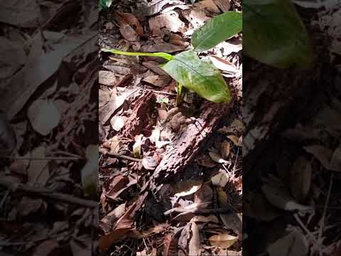 The most dangerous snake in Amazonia - Bothrops atrox