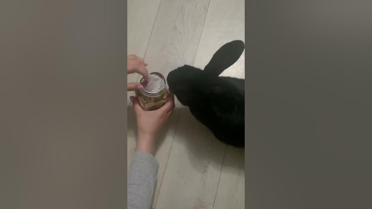 Любимые вкусняшки кролика Балу 🙂 ️🐰 - YouTube