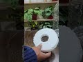 ¡Cosecha SIN TIERRA! 🥬 Aprende Hidroponía desde cero #shorts #hidroponía