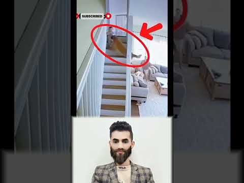 قد يختبئ الوفاء في صمت كلب وفي جوفه بينما يضيع بين صخب كثير من البشر لايك اكسبلور ترند 