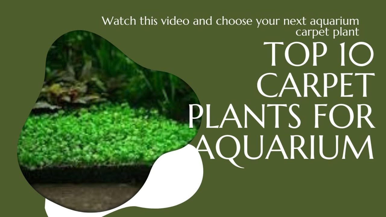 Top 10 Aquarium Carpeting Plants 2027