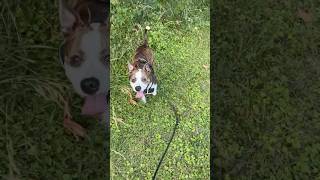 Chosen & I before we started our 3 mile run! #consistentlyfitbody #dog #dogshorts #shorts #exercise