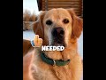 We Truly Don't Deserve Dogs. Wait For The Rescue! ❤️