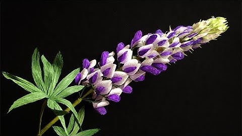 ABC TV | How To Make Lupinus Paper Flower From Crepe Paper - Craft Tutorial