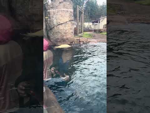 One of the Polar Bears at the Oregon Zoo Goes For a Swim