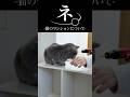 猫のマンションについて🤣 #猫 #ねこ #猫動画 #ねこ動画 #猫との暮らし #猫好きさんと繋がりたい #猫のいる暮らし #猫あるある #ねこのいる生活 #かわいい猫