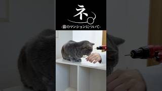 猫のマンションについて🤣 #猫 #ねこ #猫動画 #ねこ動画 #猫との暮らし #猫好きさんと繋がりたい #猫のいる暮らし #猫あるある #ねこのいる生活 #かわいい猫