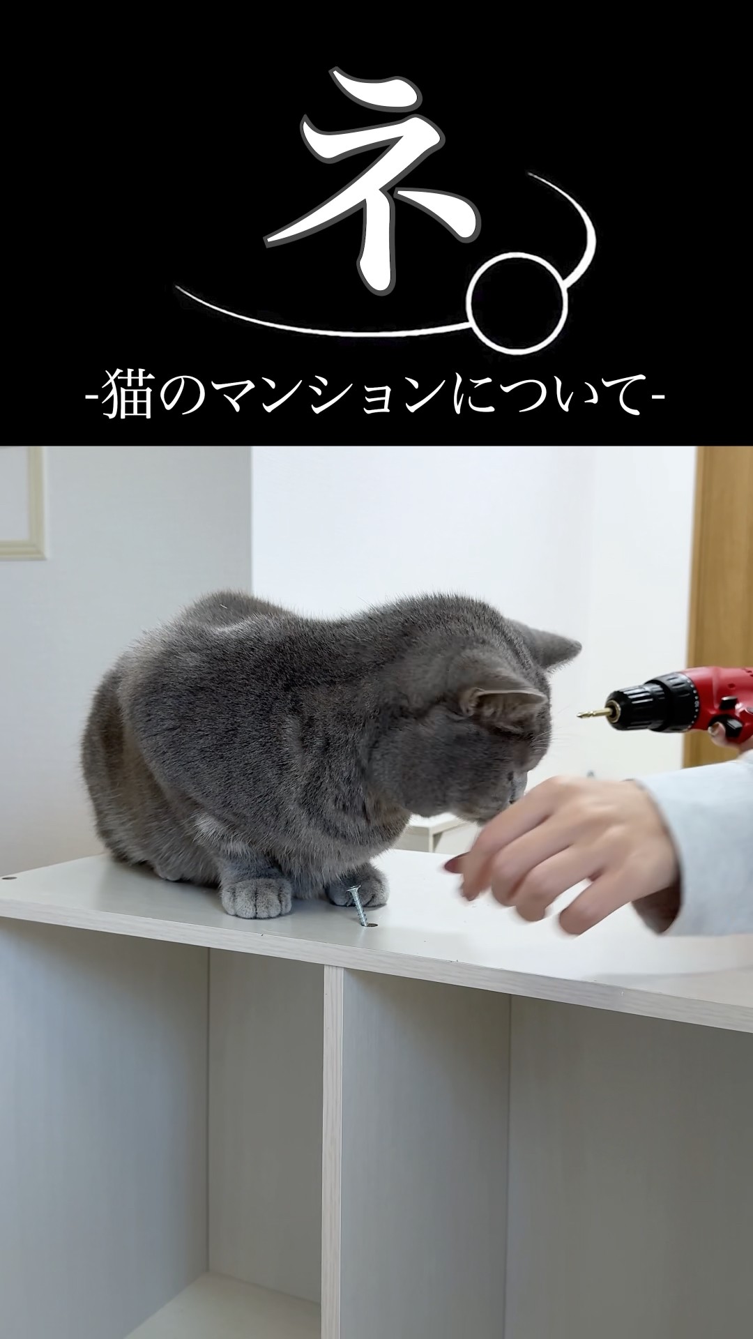 猫がいる生活 ねこある-猫との暮らしあるある - YouTube