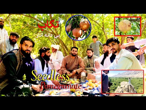 Tagab Pomegranate Kapisa تگاب انار بی دانه دانه دار تروه ځانګړی راپور
