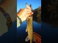 Chain Pickerel: A Thrilling Gamefish with Sharp Teeth | Fun Fishing Tips &amp; Tricks! #shorts #fish