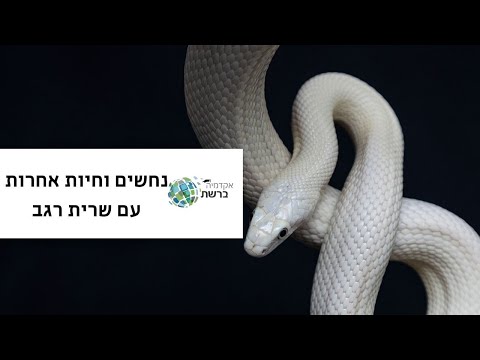 וִידֵאוֹ: האם יש קבוצת כוכבים נחשים?