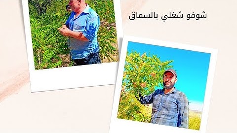 اشتغلت مع اهل محو بالسماق ،شغل حلو و متعب شوفو الفيديو
