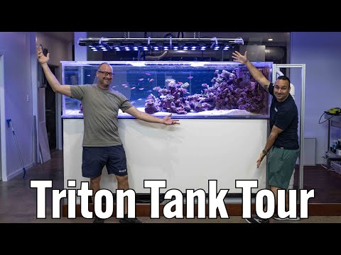 Triton Reef Tank Tour