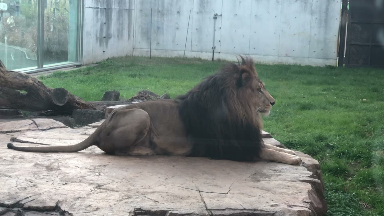 ライオン のアレンくん 千葉市動物公園 21年12月19日 Youtube