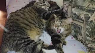 Tabby Cat Loves Her Mother by TheCatLife 48 views 3 years ago 1 minute, 11 seconds