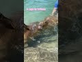 um vídeo de capy#capybara