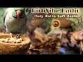 BirbVibe FM | Cozy Retro Lofi Radio | Calming Beats w/Gentle Nature Sounds to Relax Your Parrot🌿🎵🦜