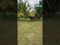 Cavalo foge correndo, cai na grama e volta arrependido