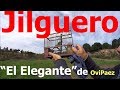 jilguero educado a cante campero de reclamo