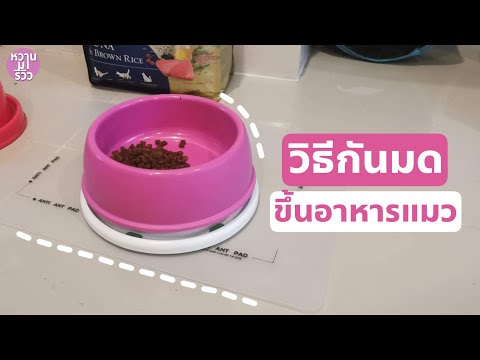 วิธีกันมดขึ้นอาหารแมว กับ 2 ไอเทมเด็ดที่ต้องมีติดไว้เลย | หวานมารีวิว