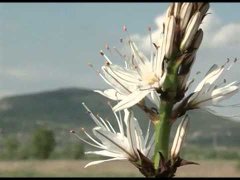 Magyarország nemzeti parkjai: Balaton