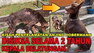 DISIKSA 2 TAHUN KEPALA BELATUNGAN & BADAN HANCUR - SEMBUH TOTAL !!! - DAMARA SI DOBERMANN