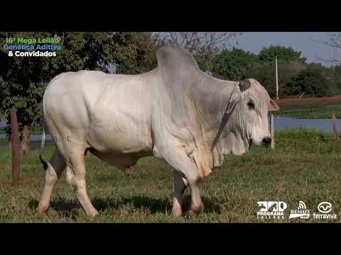 LOTE 37 - 16º Mega Leilão Genética Aditiva e Convidados