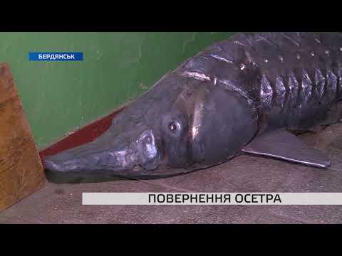 Бердянський майстер виковав осетра в натуральну величину